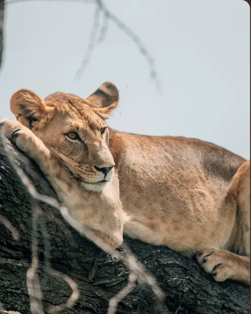 Safari slide 4